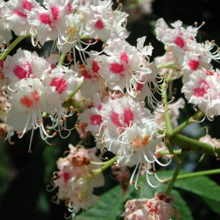 Aesculus Hippocastanum Flower Extract (Ekstrakt z kwiatów kasztanowca zwyczajnego)