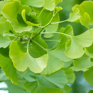 Ginkgo Biloba Leaf Extract (Ekstrakt z liści miłorzębu japońskiego)